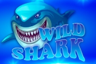 Wild Shark